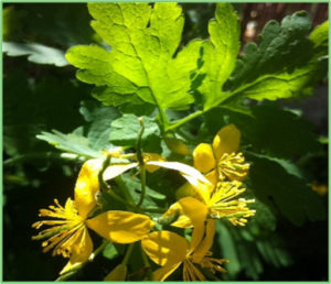Atelier Plantes Essences