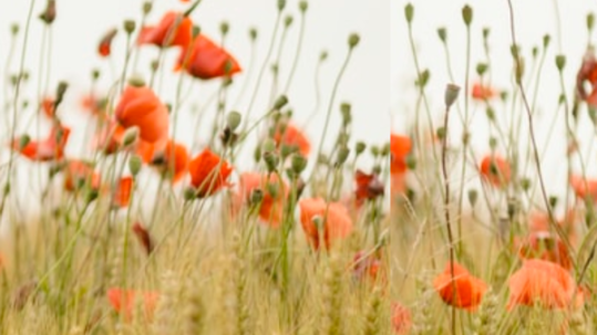 Fleursessence44