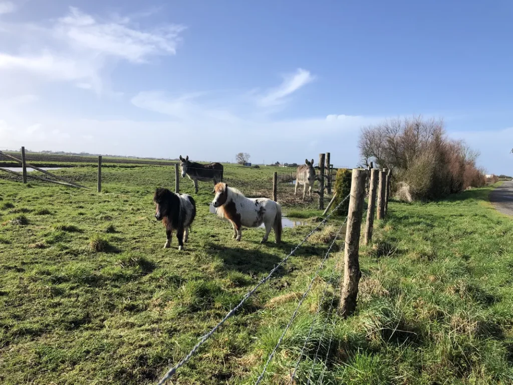 Poneys anes