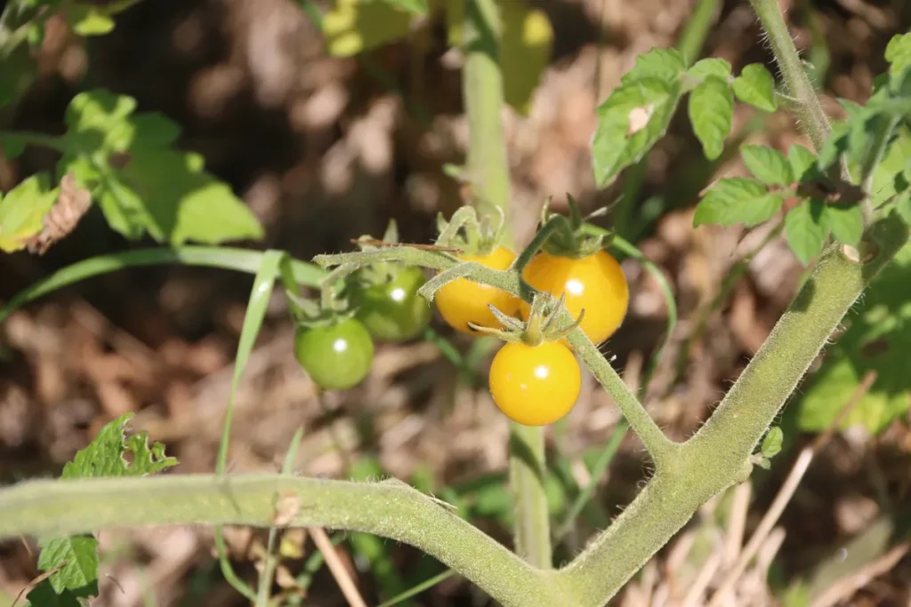 Tomate